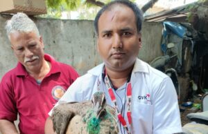 નડિયાદ : ૧૯૬૨ કરુણા એમ્બ્યુલન્સ દ્વારા મોરની સારવાર કરી જીવ બચાવાયો