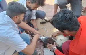 આણંદ જિલ્લામાં 1962 કરુણા એમબ્યુલન્સ દ્વારા પશુ સેવાનું ભગીરથ કાર્ય