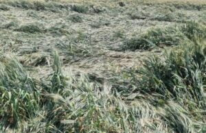 કમોસમી વરસાદથી નુકસાન અંગે ગુજરાત સરકારની સૌથી મોટી જાહેરાત