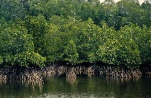 ગુજરાતમાં 57 એવા તાલુકા કે જે છે જંગલ વિનાના….