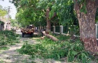 વિધાનગરમાં વૃક્ષ ધરાસાયીની ઘટના બાદ પાલિકા હરકતમાં આવી …. , તાબડતોડ જોખમી વૃક્ષો કાપી હટાવ્યા ….