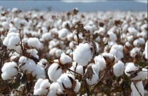 ખેડૂતોને મળી મોટી ભેટ …. ખરીફ સિઝન પાકમાં ટેકાની કિંમતમાં વધારો કર્યો ….