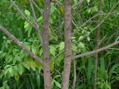 ચક્રવાતે બનાસકાંઠાના ખેડૂતોની મહેનત પર પાણી ફેરવ્યું ….