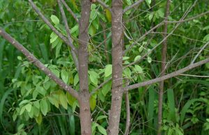 ચક્રવાતે બનાસકાંઠાના ખેડૂતોની મહેનત પર પાણી ફેરવ્યું ….