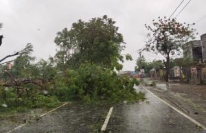 બિપોરજોયનો વિનાશ કચ્છમાં …. નલિયામાં હજારો વૃક્ષો થયા ધરાશાઇ …