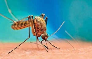 વરસાદનું આગમન થતાં જ મચ્છરજન્ય રોગમાં થાય છે વધારો … , જાણો શું સાવચેતી રાખવી જોઇએ ….