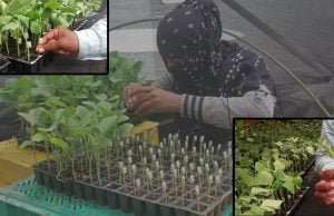 દ્રાફ્ટીંગ ટેકનોલોજી દ્રારા ગુજરાતમાં પ્રથમ વખત શાકભાજીના છોડનુ વાવેતર