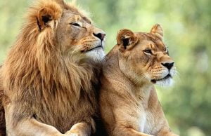 આજે 10 ઓગસ્ટ વિશ્વ સિંહ દિવસ, જાણો ગીરના સાવજની અવ-નવી વાતો ….