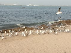 સાહસીક અન અનોખો દેશપ્રેમ જતાવી મધદરિયામાં કરાયું ધ્વજવંદન…!