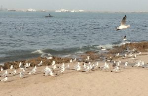 સાહસીક અન અનોખો દેશપ્રેમ જતાવી મધદરિયામાં કરાયું ધ્વજવંદન…!