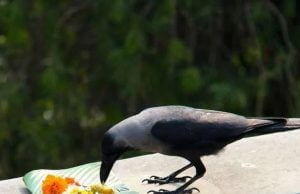 પિતૃ પક્ષ 2023 …. ક્યારે શરૂ થાય છે ? પિતૃપક્ષ જાણો તારીખ ….