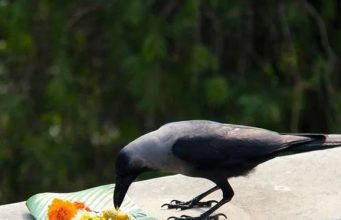 પિતૃ પક્ષ 2023 …. ક્યારે શરૂ થાય છે ? પિતૃપક્ષ જાણો તારીખ ….