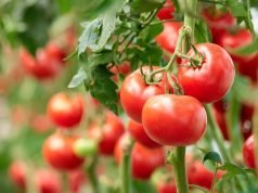 ટામેટાના ભાવ ગગડતાં ખેડૂતોને રાતા પાણીએ રોવાનો વારો આવ્યો …..