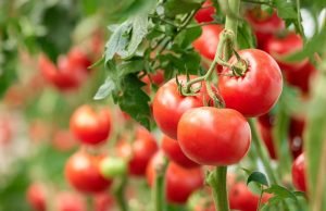 ટામેટાના ભાવ ગગડતાં ખેડૂતોને રાતા પાણીએ રોવાનો વારો આવ્યો …..