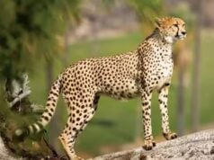 PM નરેન્દ્ર મોદીની કચ્છને ભેટ , ચિત્તાના સંરક્ષણ- સંવર્ધન માટેના બ્રિડિંગ સેન્ટરને આપી મંજુરી ….