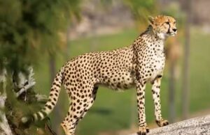 PM નરેન્દ્ર મોદીની કચ્છને ભેટ , ચિત્તાના સંરક્ષણ- સંવર્ધન માટેના બ્રિડિંગ સેન્ટરને આપી મંજુરી ….