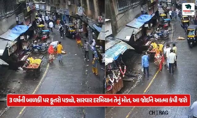 Thane News : 3 વર્ષની બાળકી પર કૂતરો પડ્યો, સારવાર દરમિયાન તેનું મોત, આ જોઈને આત્મા કંપી જશે...